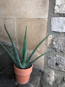 Andre Aloe