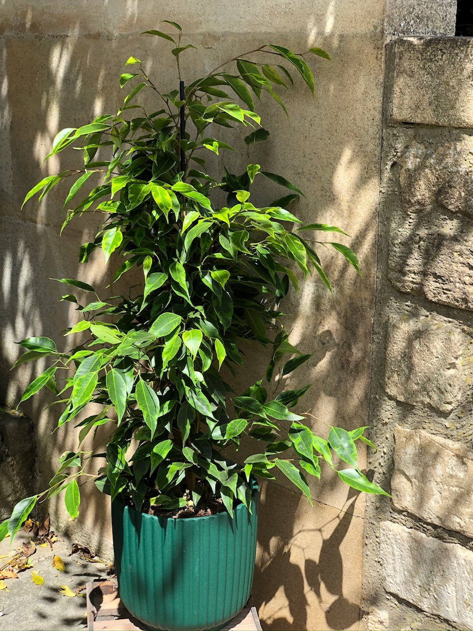 Sandy ‘String of Hearts’