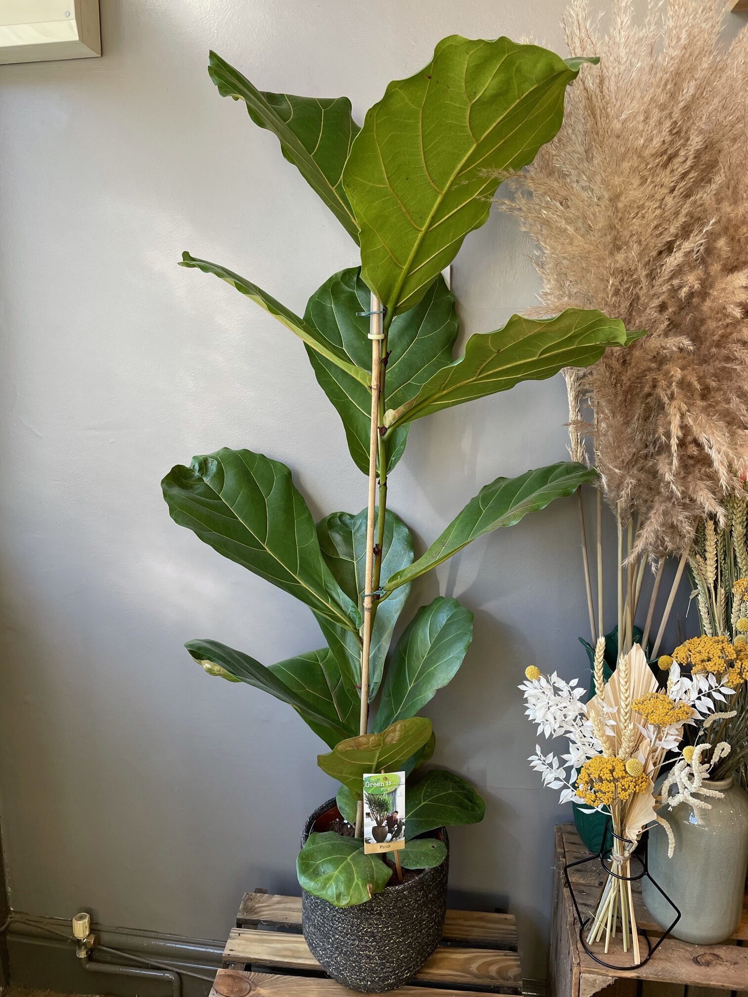 Ficus plant